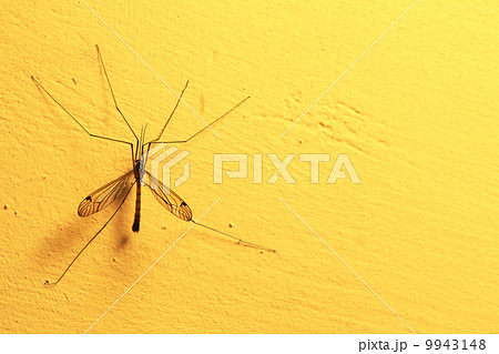 mosquito sitting on wall indoor mosquito sitting on wall indoor 9943148