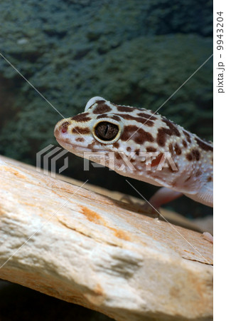 leopard gecko leopard gecko 9943204