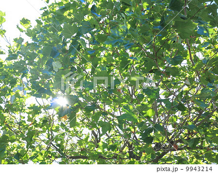 Green trees leaves as background Green trees leaves as background 9943214