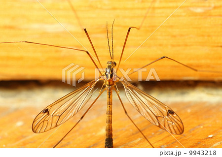 mosquito sitting on wall indoor mosquito sitting on wall indoor 9943218