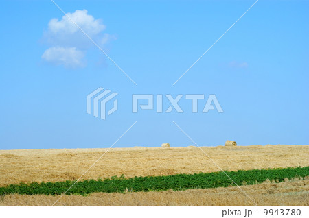Rolled straw after harvesting - blue sky Rolled straw after harvesting - blue sky 9943780