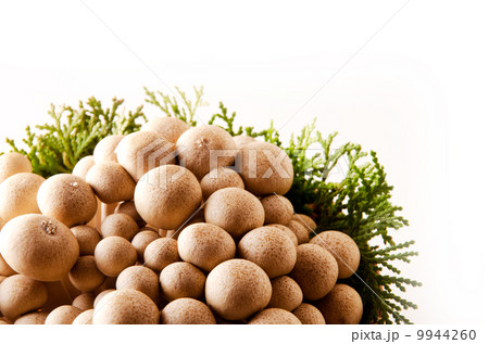 しめじ しめじ 9944260