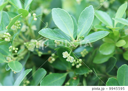 犬黄楊　イヌツゲの小さな花 9945595
