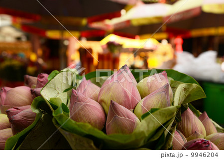 蓮の蕾 蓮の蕾 9946204