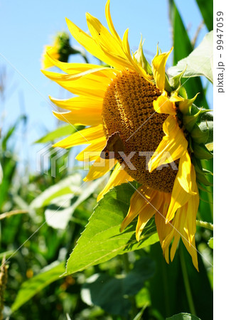 Sunflower with a leaf Sunflower with a leaf 9947059