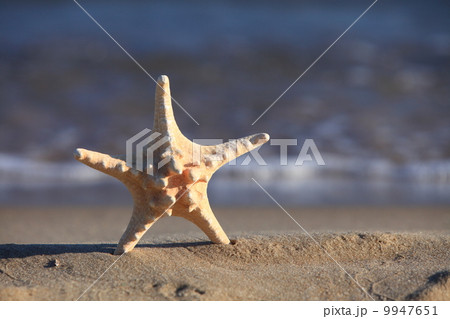 Starfish on beach at ocean background 9947651
