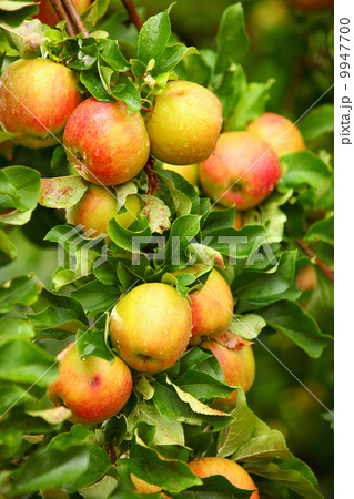 Red apples on apple tree branch Red apples on apple tree branch 9947700
