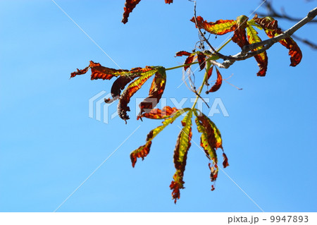 bright autumn leaves horse chestnut tree bright autumn leaves horse chestnut tree 9947893