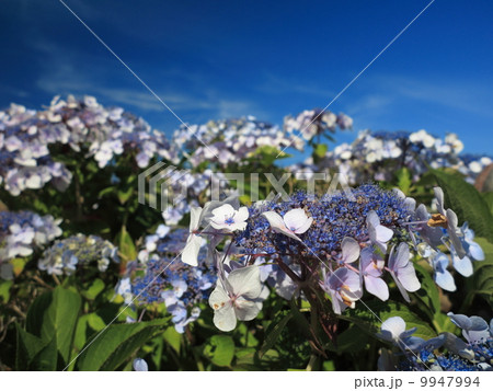 Hydrangea Aspera Macrophylla hortensia flowers Hydrangea Aspera Macrophylla hortensia flowers 9947994