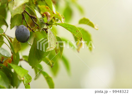 Purple plum growing on tree. Natural products. Purple plum growing on tree. Natural products. 9948322