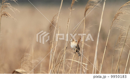 生き物　鳥類　冬枯れの芦原とオオジュリン 9950183