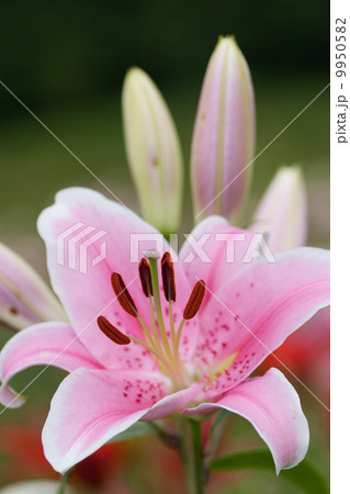 ゆりの花 9950582