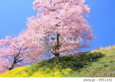 満開の桜と菜の花 9951142