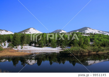 新緑の睡蓮沼 9951145