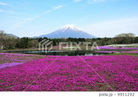 山梨県　富士河口湖町　富士本栖リゾート　富士芝桜祭り 9951202