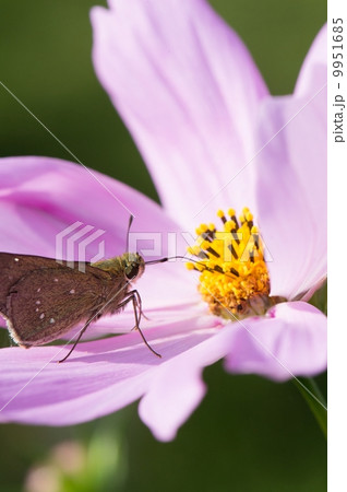 コスモス 9951685