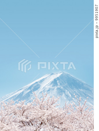 桜 富士山 桜 富士山 9951907