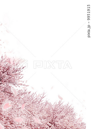 桜　白バック 9951915