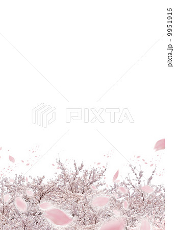 桜 9951916