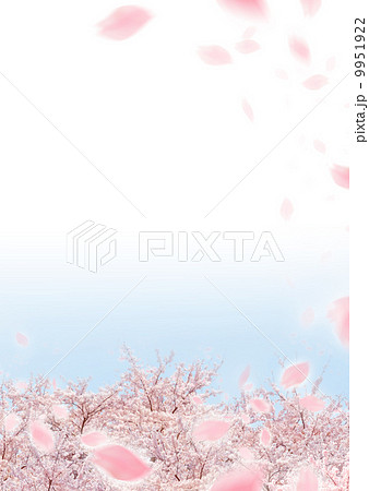 桜 桜 9951922