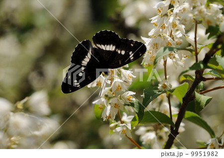 イチモンジチョウ　 9951982