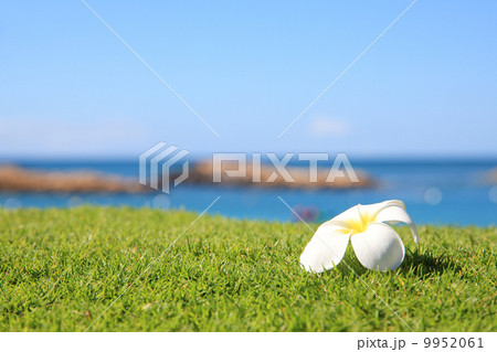 プルメリアと海 9952061