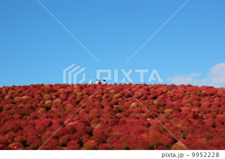 紅葉するコキア 紅葉するコキア 9952228