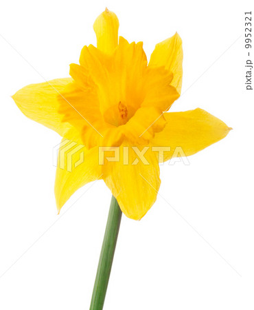 Daffodil flower or narcissus isolated on white background cutout Daffodil flower or narcissus isolated on white background cutout 9952321