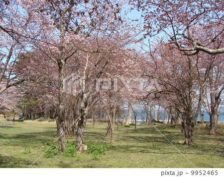 さくらの木3 さくらの木3 9952465