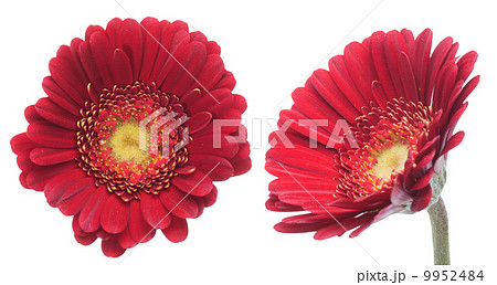 ガーベラ ガーベラ 9952484