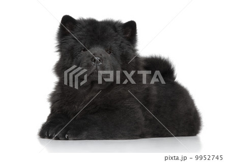 Black Chow-chow long-haired puppy 9952745