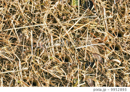 Tileable Forest Ground - Grass Texture 9952893