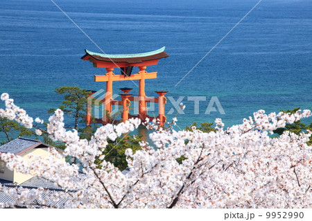 桜と厳島神社大鳥居 桜と厳島神社大鳥居 9952990