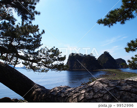 三四郎島と松 9952996
