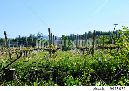 余市のワインブドウ畑 余市のワインブドウ畑 9953075