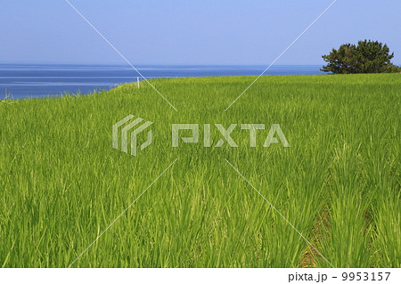 白米千枚田 9953157