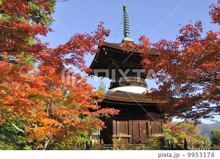 洛西の紅葉 洛西の紅葉 9953178