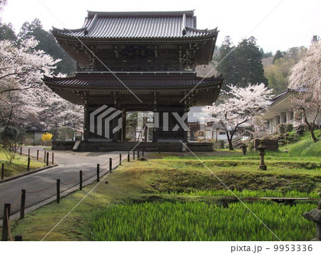 林泉寺と桜 9953336