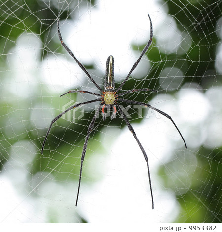 Banana spiders 9953382