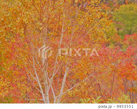 シラカバ　Birch Tree in Autumn 9953551