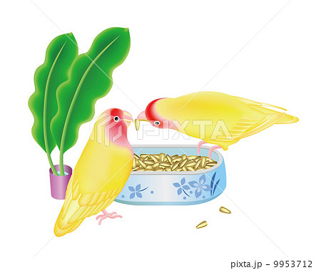 つがいのコザクラインコ 9953712