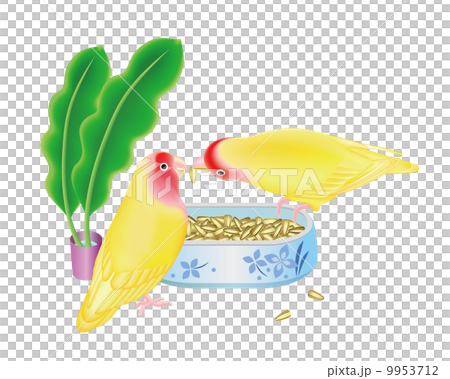 つがいのコザクラインコ 9953712