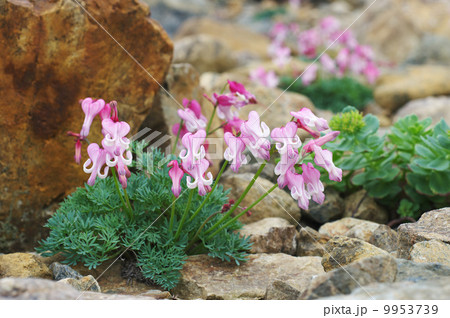 コマクサ 9953739