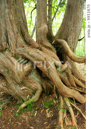 白馬村岩岳のネズコの大木 白馬村岩岳のネズコの大木 9953870
