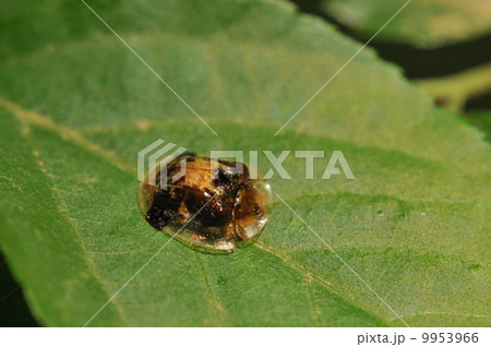 イチモンジカメノコハムシ 9953966