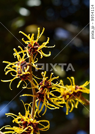 マンサク マンサク 9954114