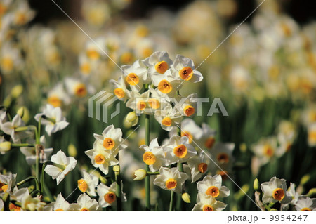 水仙の花 9954247