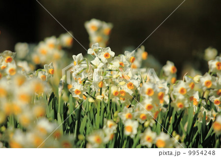 水仙の花 9954248