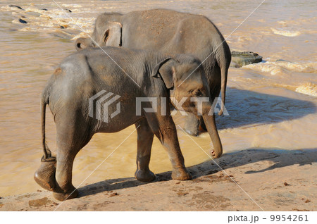 elephant calf in the wild elephant calf in the wild 9954261
