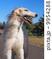 犬のアップ 9954288